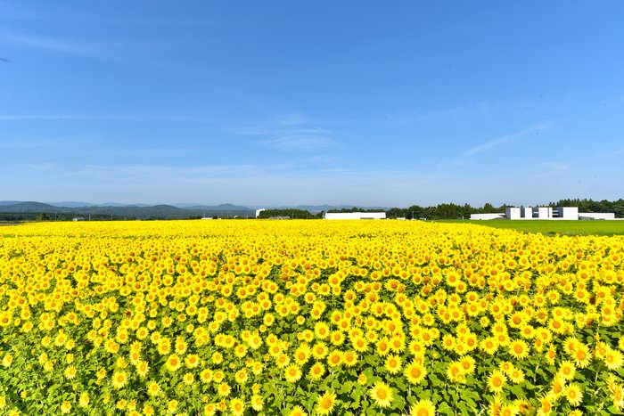 須村④.JPG