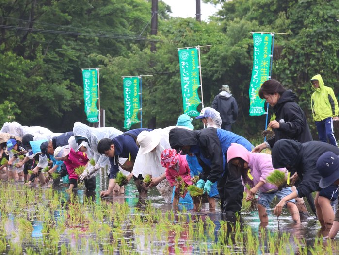 親子で田植えを体験