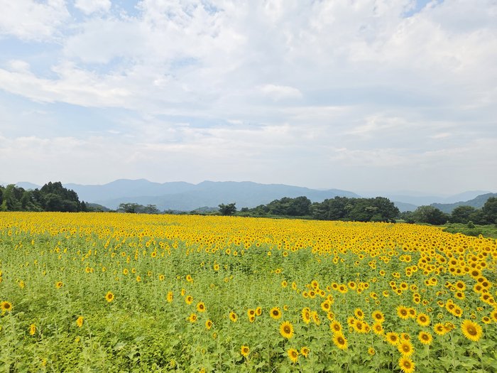 富江②(2025.8.5).jpg