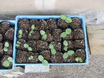 ジャンボカボチャ　芽が出た.jpg