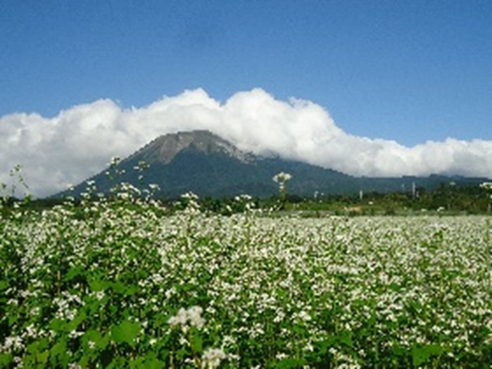 ソバの花と大山