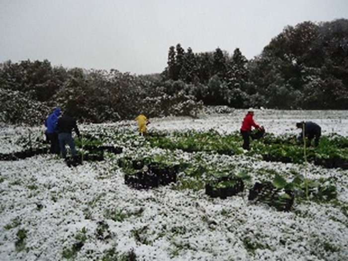 日光での野菜収穫の様子