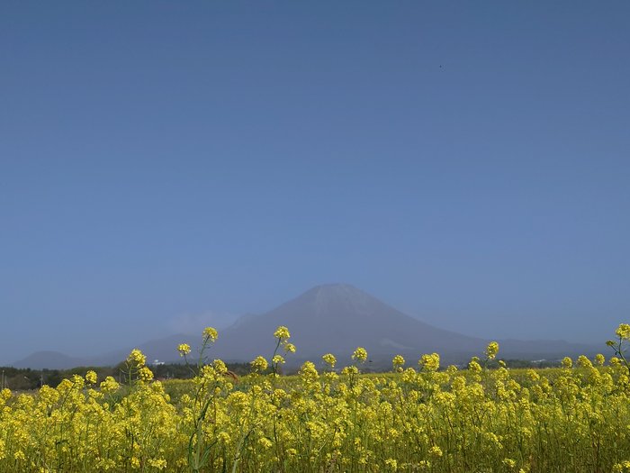 須村菜の花(2023.4.12).JPG