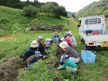 一生懸命ジャガイモを掘る幼稚園の皆さん