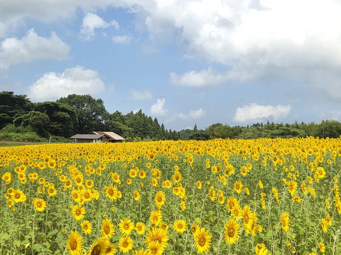 (2026.8.5)富江ひまわり.jpg