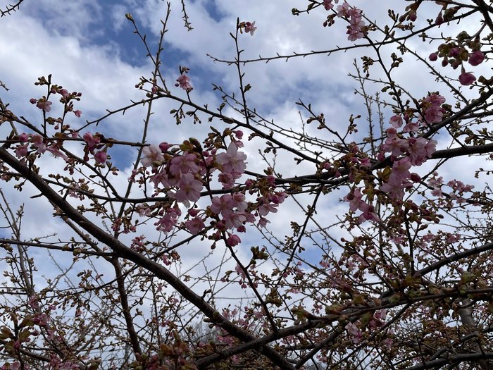 河津桜2.24（2）