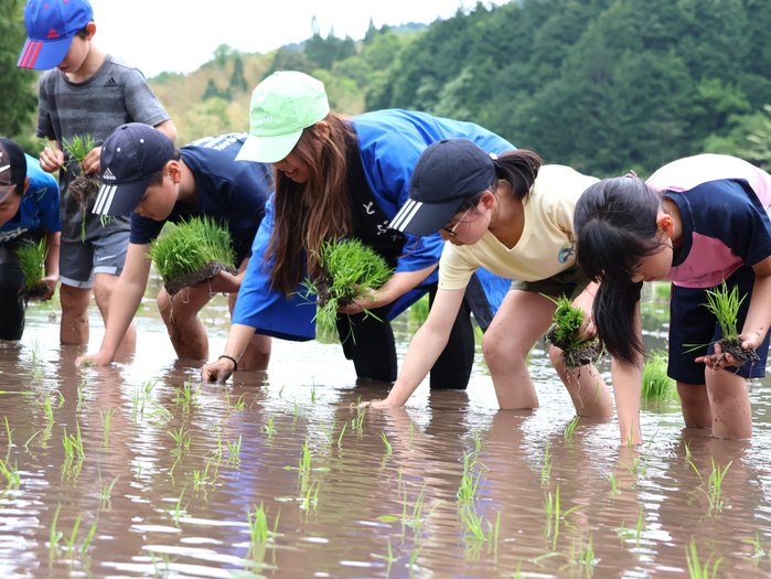 田植えの様子