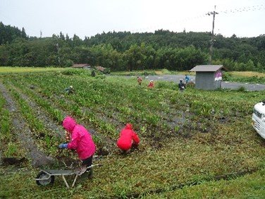 花菖蒲の植替え①.jpg