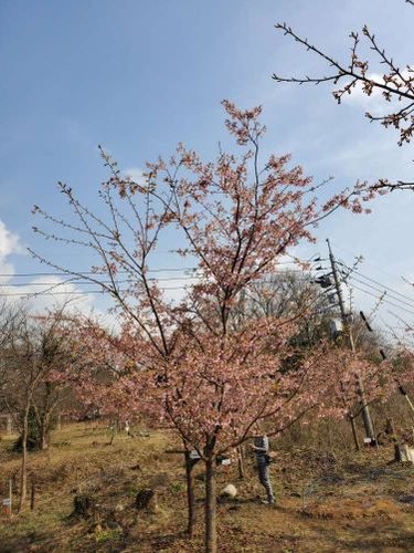 昨年の３月4日の開花状況です。