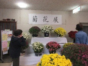 菊花展