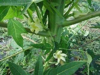 青パパイヤの花が２輪咲いています