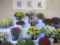 菊花展